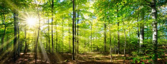 Grüner Wald mit Sonneneinstrahlung